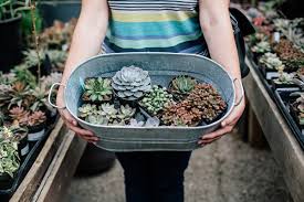 Diy Succulent Gardening With Upcycled