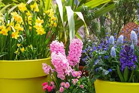 Planting Bulbs In Pots A Guide