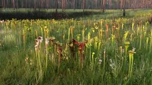 Pitcher Plant Meadow Florida Spring