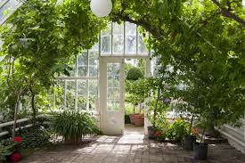 Plants For Your Conservatory