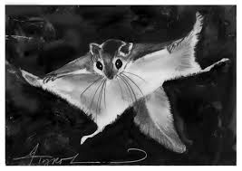 Flying Squirrel Hybrids