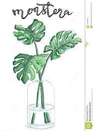 Monstera Plant In A Glass Vase