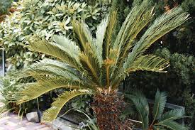 Sago Palm Care Guide Easy To Grow And