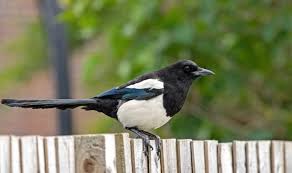 Get Rid Of Magpies From Your Garden
