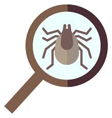 Insect In Magnifying Glass Color Icon