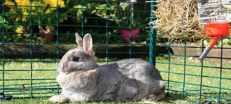 Outdoor Rabbit Enclosure