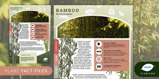 Garden Plant Fact File Bamboo