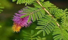 Shami Plant How To Grow Vastu