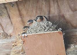 Save The Barn Swallow Build Them A
