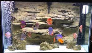 Fish Tank Aquarium Backgrounds