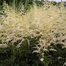 25 Perennials For Shade Garden Design