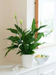 15 Best Low Light Indoor Plants