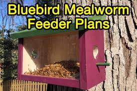 How To Build A Bluebird Feeder Free