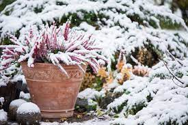 20 Stunning Winter Flowering Plants