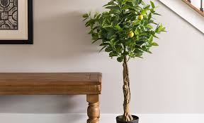 How To Grow A Lemon Tree In A Pot The