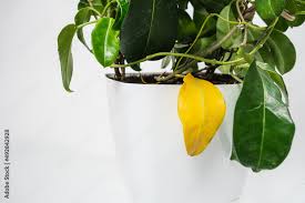 Yellow Jasmine Leaf Houseplant