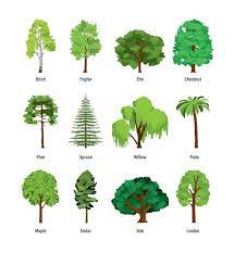 42 Common Types Of Trees With Names