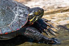 Painted Turtle Animal Facts Chrysemys