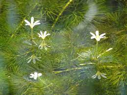 Types Of Aquatic Plants For Ponds 11