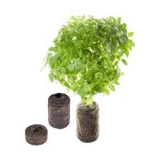 Sana Tregren Herbie Indoor Garden