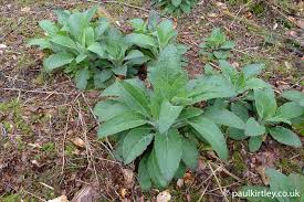 Ten Common European Poisonous Plants