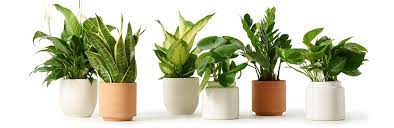8 Common Houseplants And How To Care