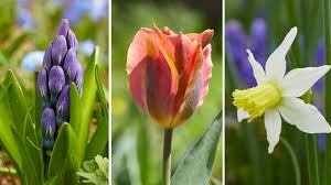 Best Places To Buy Flower Bulbs