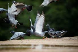 How To Get Rid Of Pigeons A Complete