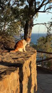 Red Cat Sitting On Wall Of Gibralfaro