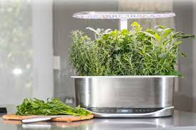 The 6 Best Indoor Gardens For 2024