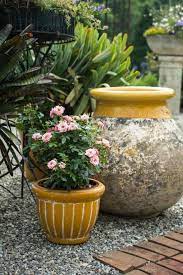 How To Grow Patio Roses In Containers