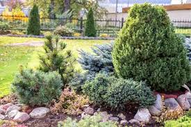 Small Evergreen Shrubs For Year Round