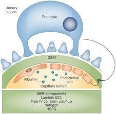 The Glomerular Basement Membrane As A