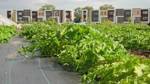 Growing Vegetables In Urban Organic
