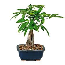 Money Tree Bonsai Unique Living Plant