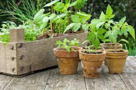 Yard And Garden Container Gardening News