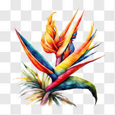 Colorful Bird Of Paradise Plant Png