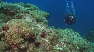 Scuba Diver Stetson Bank C Reef