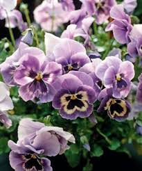 Best Winter Plants For Pots And Borders