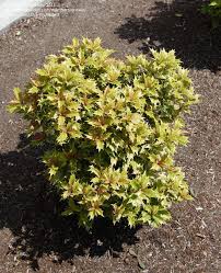 Osmanthus Variegated False Holly