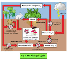 The Nitrogen Cycle Gcse Biology