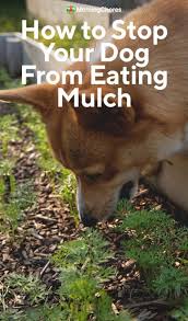 Your Dog From Eating Garden Mulch