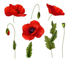 Poppy Leaf Images Free On