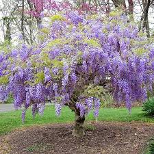 5 Pot Purple Chinese Wisteria Tree