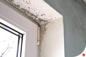 How To Get Rid Of Black Mould Living