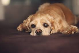 Ginger Root For Dogs Its Effects Could