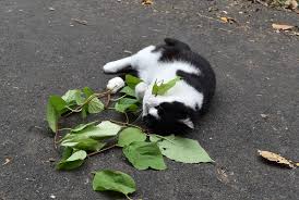 When Cats Chew Catnip It Works As A