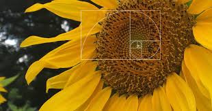 5 Fun Facts To Celebrate Fibonacci Day