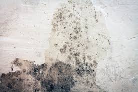 Insulation In Your House Cause Mold