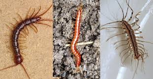 How To Identify A Pacific Nw Centipede